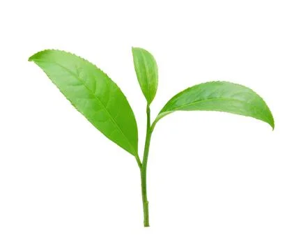 Green tea leaf isolated on white background Foto stock