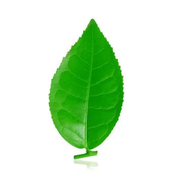 Green tea leaf isolated on white background Stock-Fotos