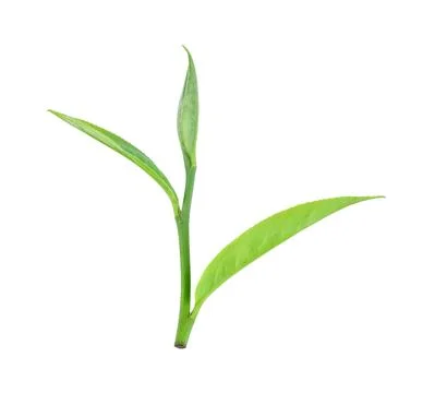 Green tea leaf isolated on white background Stock-Fotos