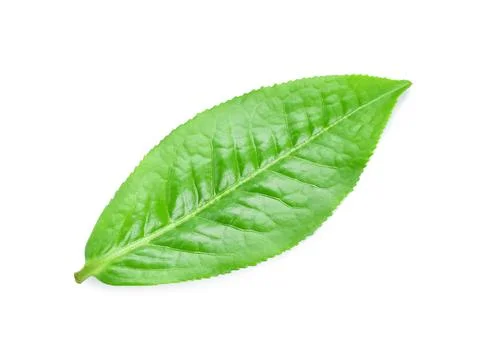 Green tea leaf isolated on white background Foto stock