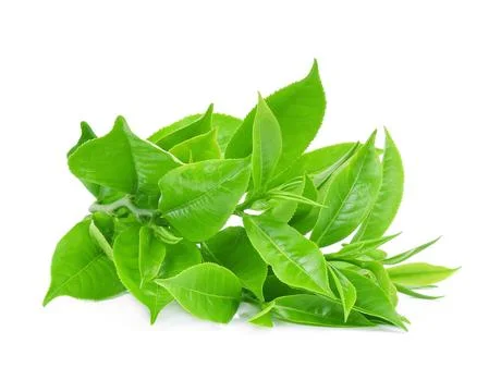 Green tea leaf isolated on white background Stock Photos