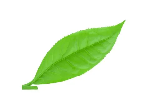 Green tea leaf isolated on white background Foto stock