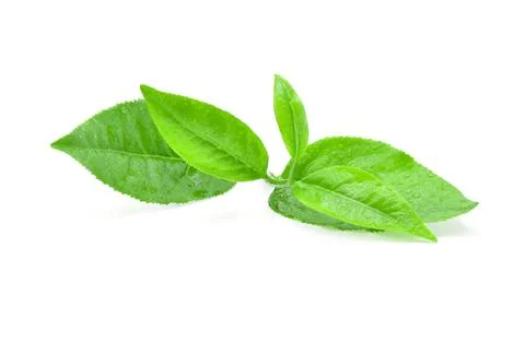 Green tea leaf isolated on white background Stock Photos