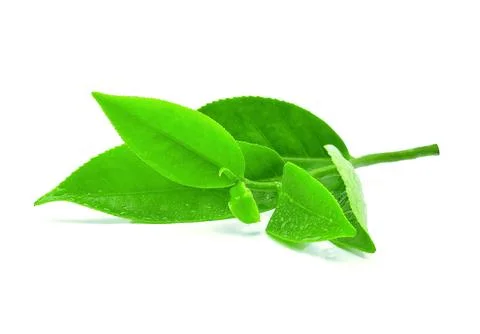 Green tea leaf isolated on white background Stock Photos
