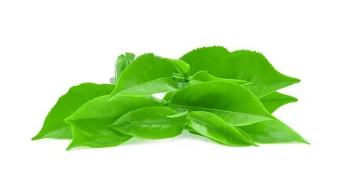 Green tea leaf isolated on white background Stock Photos