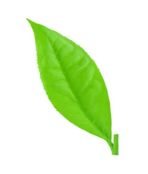 Green tea leaf isolated on white background Stock Photos