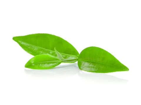 Green tea leaf isolated on white background Foto stock