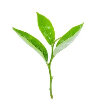 Green tea leaf isolated on white background Stock Photos