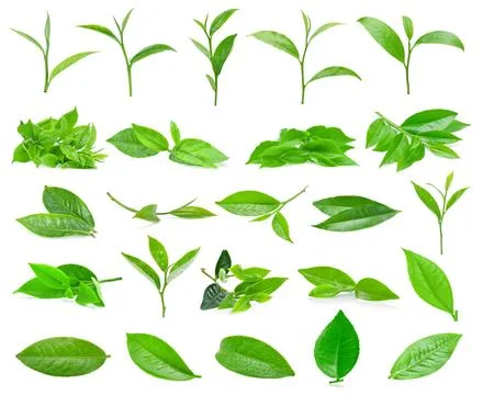 Green tea leaf isolated on white background Foto stock