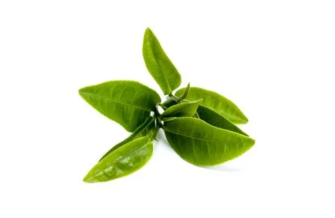 Green tea leaf isolated on white background Stock Photos