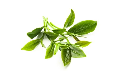 Green tea leaf isolated on white background, Fresh tea leaves on a white ba.. Stock Photos