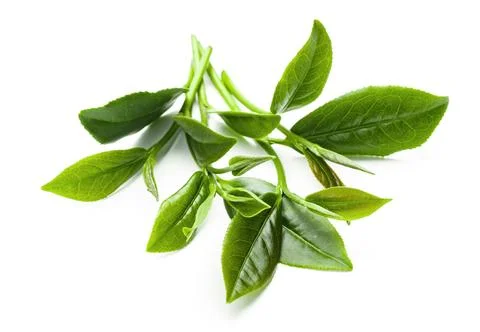 Green tea leaf isolated on white background, Fresh tea leaves on a white ba.. Stock Photos