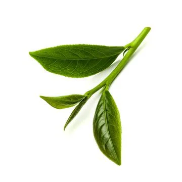 Green tea leaf isolated on white background, Fresh tea leaves on a white ba.. Stock Photos