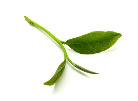 Green tea leaf isolated on white background, Fresh tea leaves on a white ba.. Stock Photos