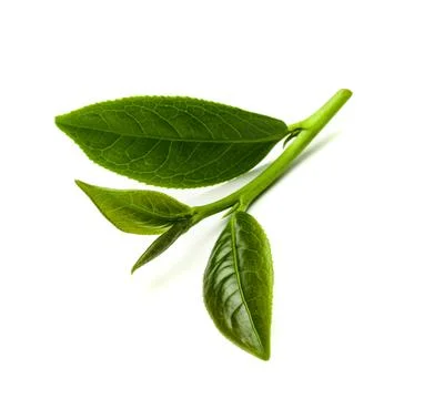 Green tea leaf isolated on white background, Fresh tea leaves on a white ba.. Stock Photos