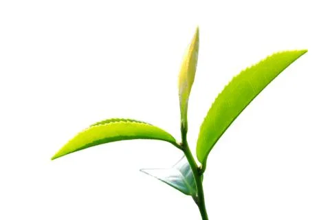 Green tea leaf Stock Photos