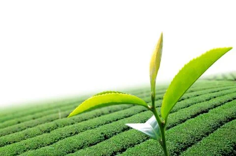 Green tea leaf Stock Photos