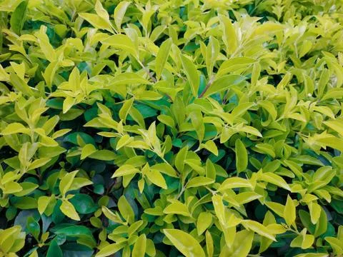 Green tea leaf Stock Photos