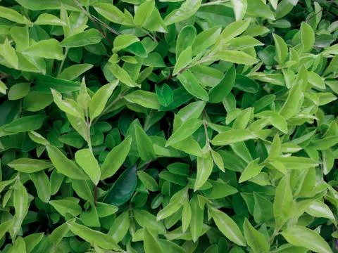 Green tea leaf Stock Photos