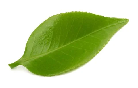 Green Tea leaf Stock Photos