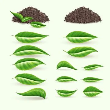 Green tea leaf. Pile of plants, bunch of herbs spices, herb stems and twigs Stock Illustration