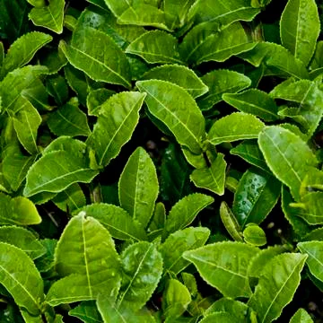 Green tea leaf seamless pattern. Natural background for design, template, web Foto stock