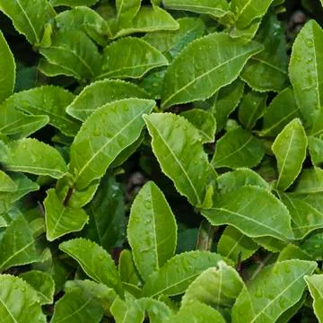 Green tea leaf seamless pattern. Natural background for design, template, web Foto stock