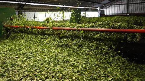 Green tea leaf selection process in argentina. Stock Footage 257754289