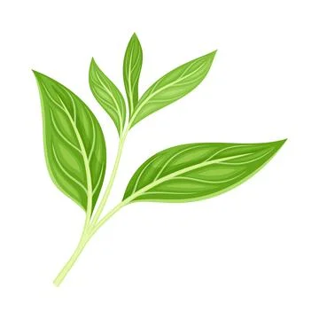 Green Tea Leaf on Stem Isolated on White Background Closeup Vector Illustration Stock Illustration