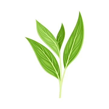 Green Tea Leaf on Stem Isolated on White Background Closeup Vector Illustration Stock Illustration