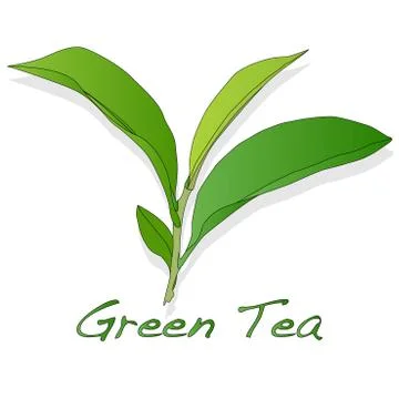 Green tea leaf vector Stock Illustration
