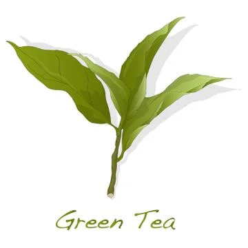 Green tea leaf vector Stock Illustration