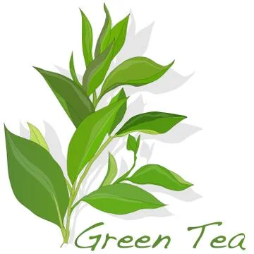 Green tea leaf vector Stock Illustration