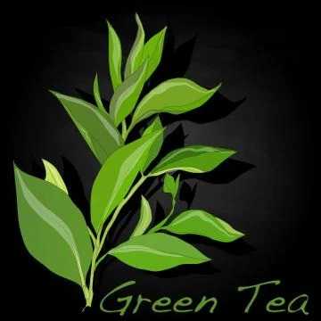 Green tea leaf vector Stock Illustration
