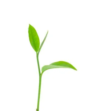 Green tea leaf on white background Foto stock