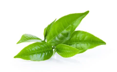 Green tea leaf on white background Stock Photos