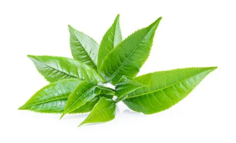 Green tea leaf on white background Stock Photos