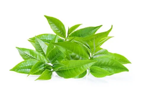 Green tea leaf on white background Stock Photos