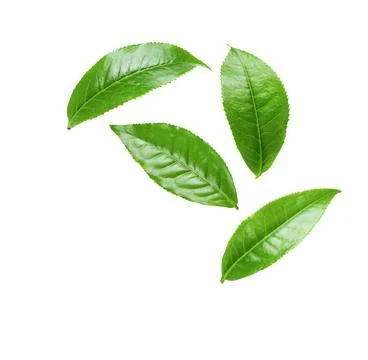 Green tea leaf on white background Stock Photos