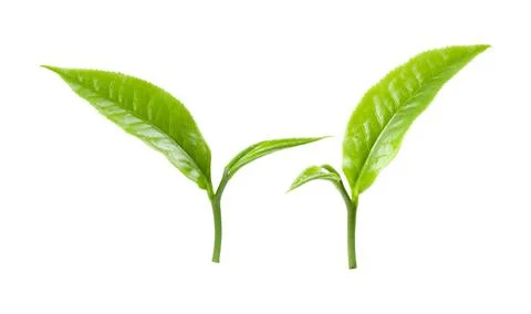 Green tea leaf on white background Stock Photos