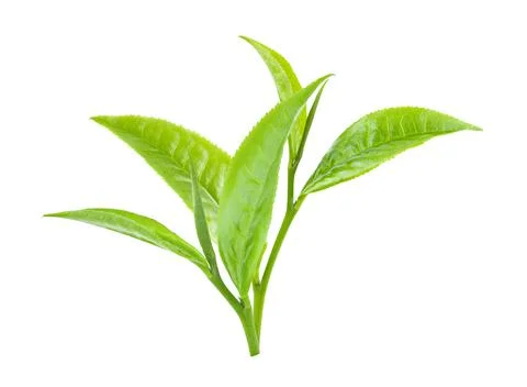 Green tea leaf on white background Stock Photos