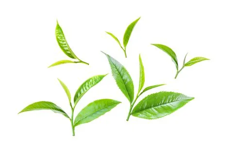 Green tea leaf on white background Stock Photos