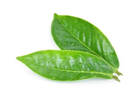 Green tea leaf on white background. Foto stock