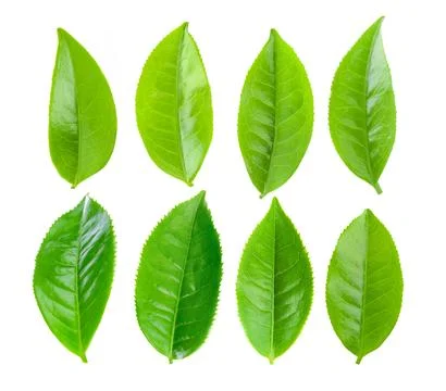 Green tea leaf on white background Stock Photos