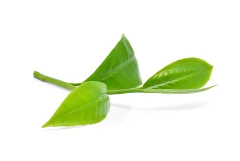 Green tea leafs isolated on white background Foto stock