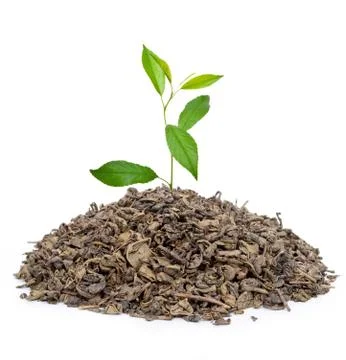Green tea with leafs Stock Photos