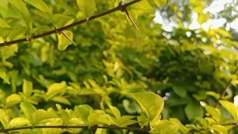 Green tea leaves are a soft golden yellow color. Stock Footage 323293350