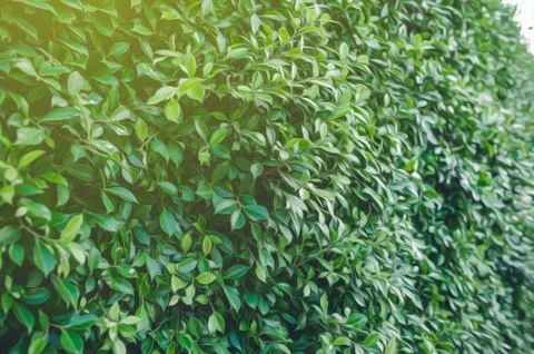 Green tea leaves background image 库存照片