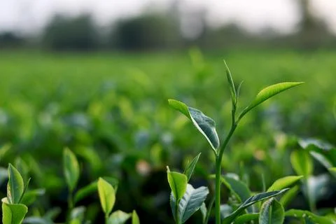 Green Tea Leaves with Blurred Background Stock Photos
