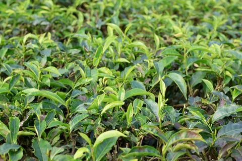 Green Tea Leaves with Blurred Background Natural Concept Stock Photos